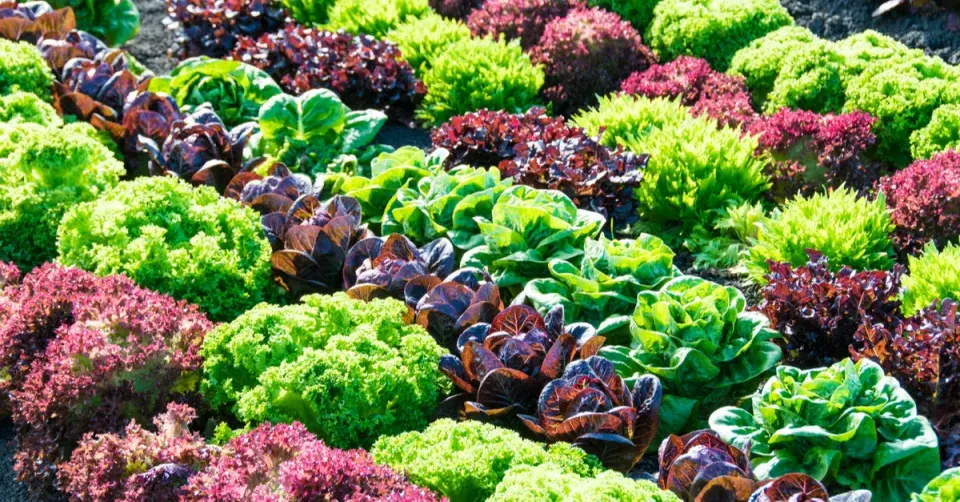 Různobarevné saláty