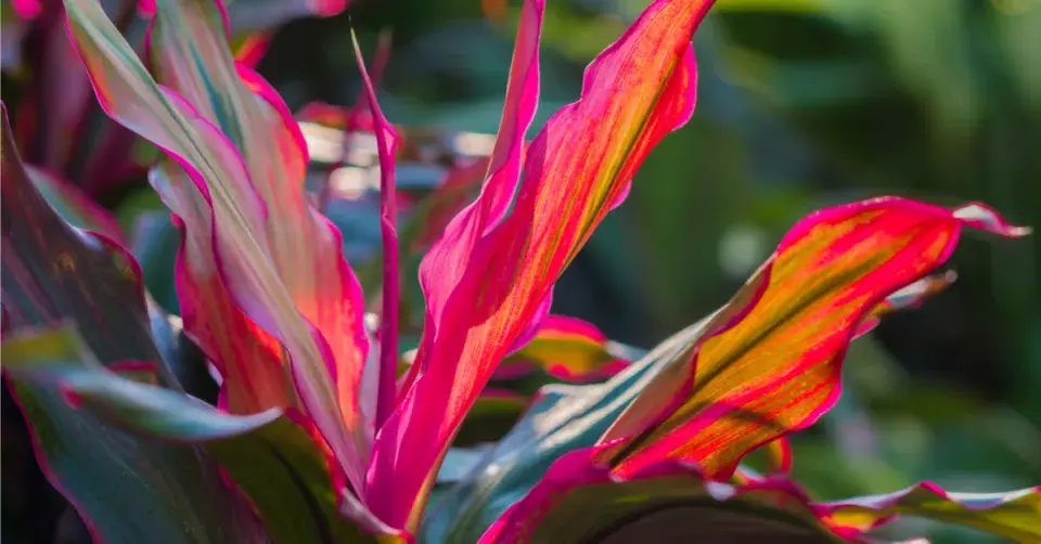 Rostlina s červenými listy