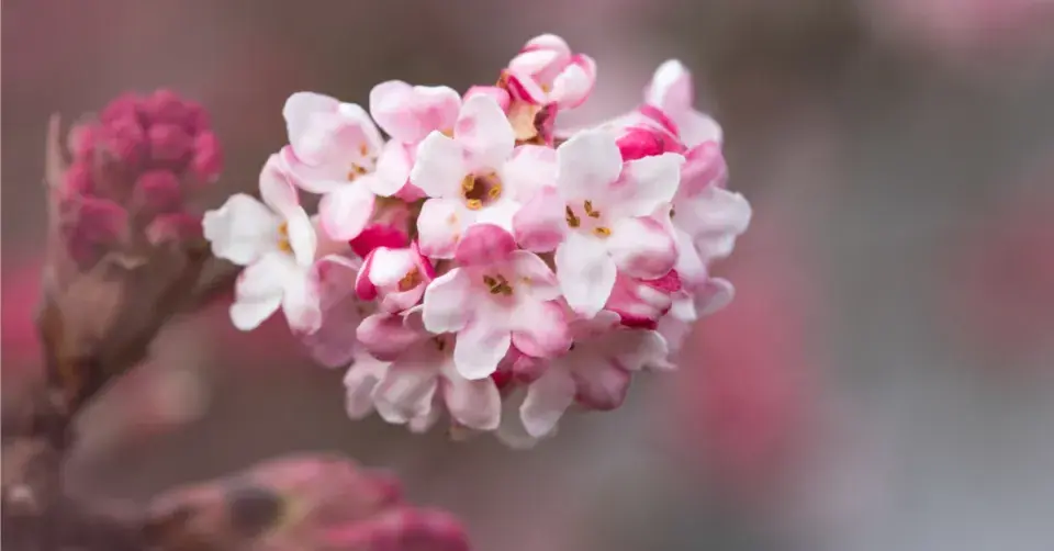 Kalina vonná (Viburnum farreri)