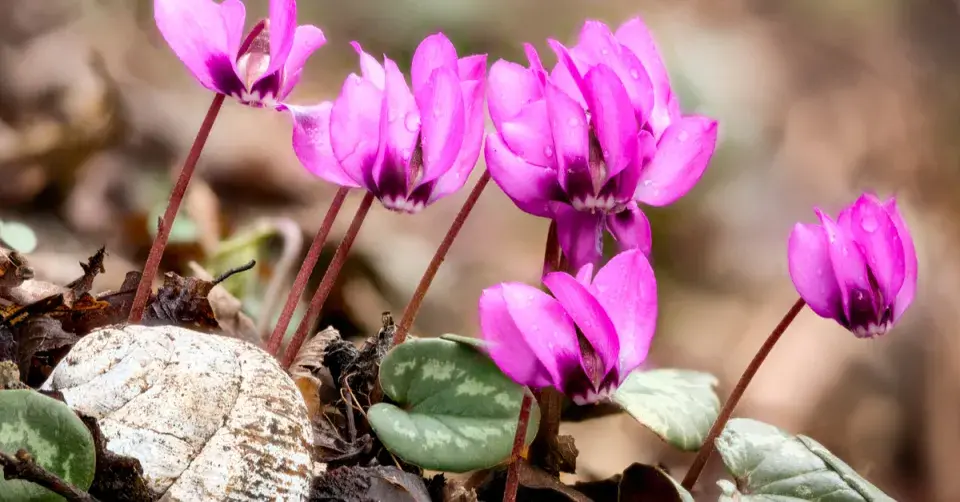 Brambořík jarní (Cyclamen coum)