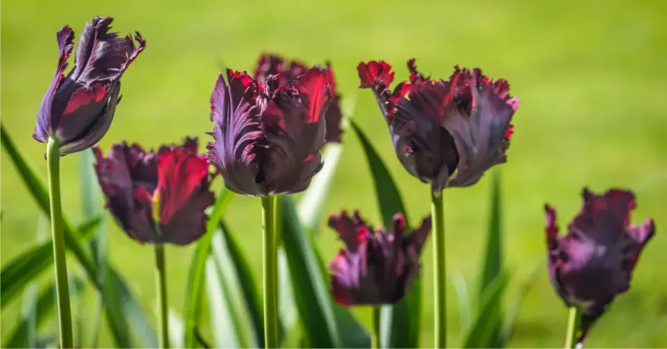 Tulipán papouškovitý