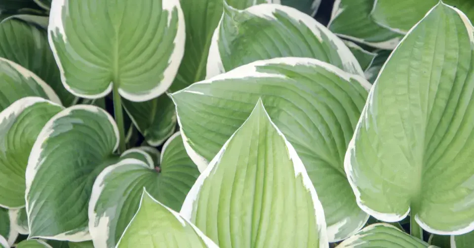 Bílý okraj listů odrůdy ‘Patriot’