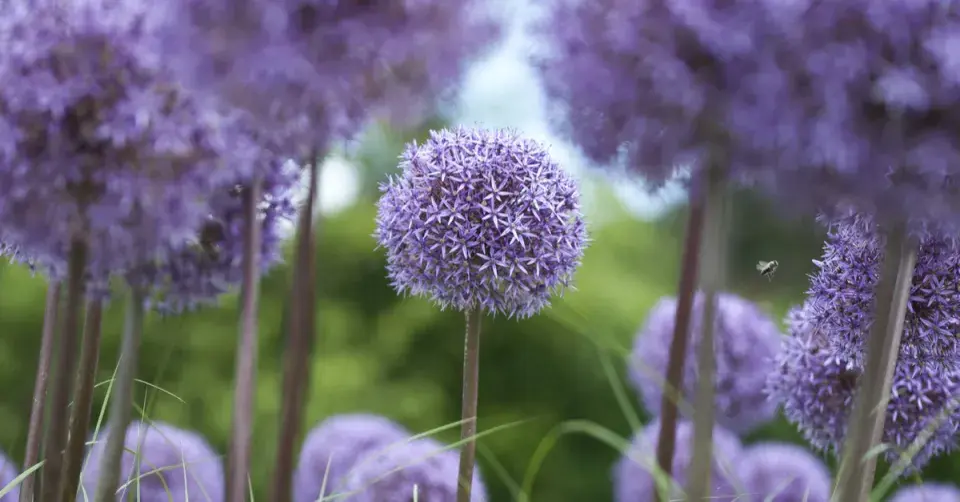 Kulovitá květenství okrasných česneků