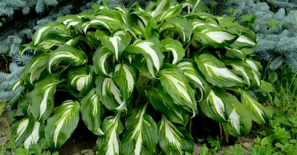 Bohyška vlnitolistá