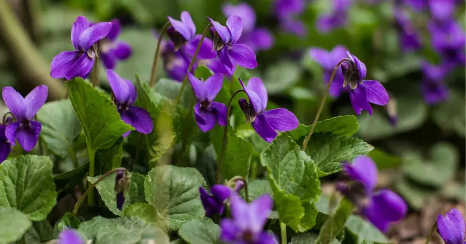 Violka vonná (Viola odorata)