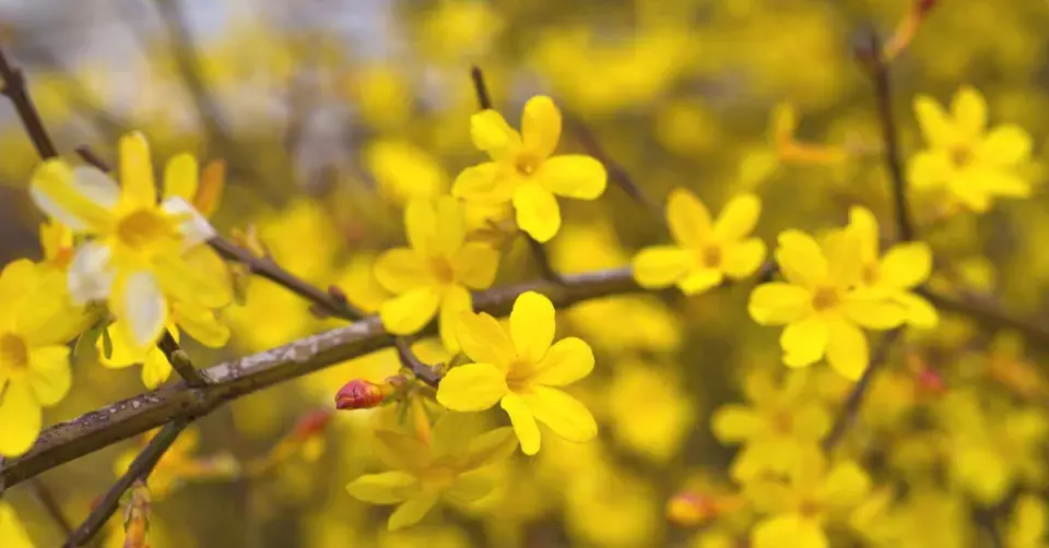 Jasmín nahokvětý (Jasminum nudiflorum)