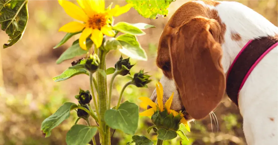Pes očichává květ slunečnice