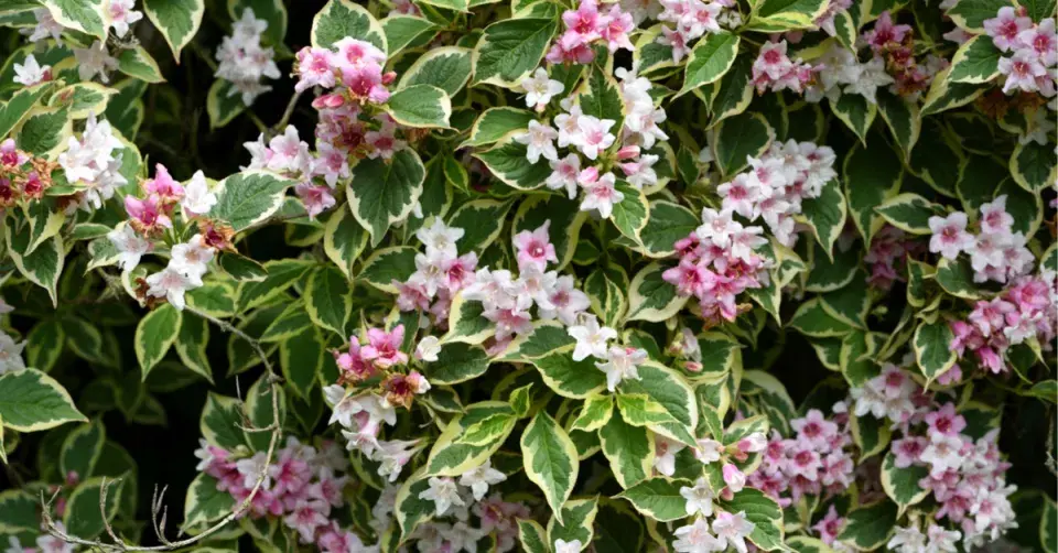 Vajgélie květnatá (Weigela florida)