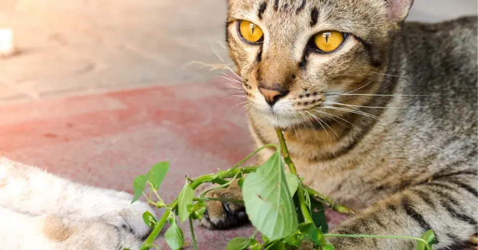Kočka se stonkem šanty