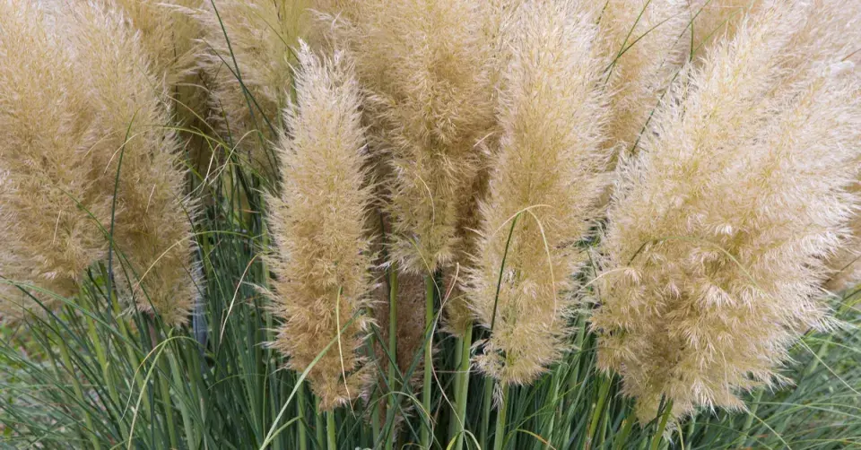 Pampová tráva