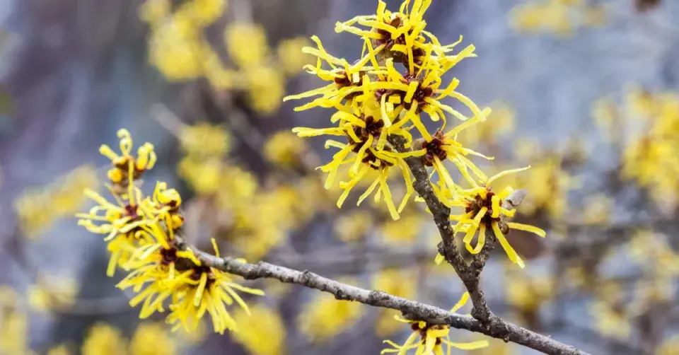 Květy vilínu (Hamamelis)