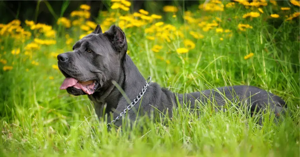 Pes ležící v trávě