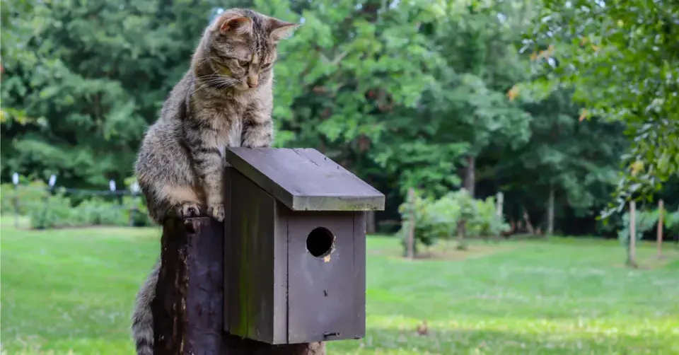 Kočka číhající u ptačí budky