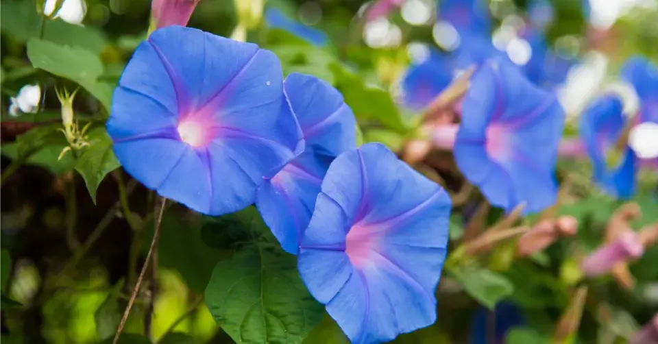 Povijnice trojbarvá