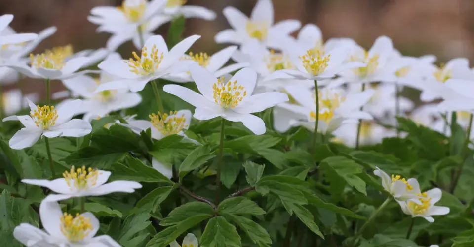 Sasanka hajní (Anemone nemorosa)