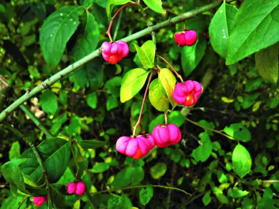 Brslen zkorkovatělý