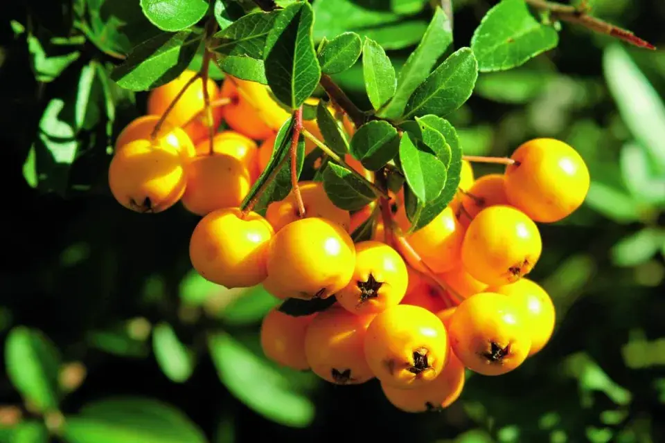 Hlohyně šarlatová