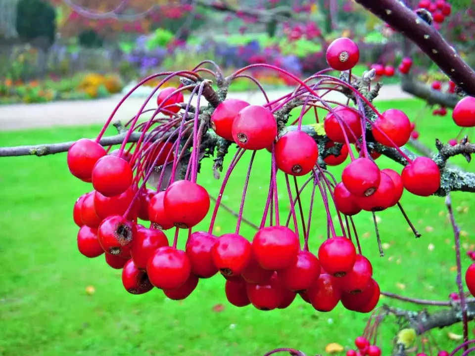 Jabloň drobnoplodá