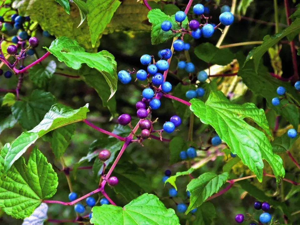 Révovník žláznatý