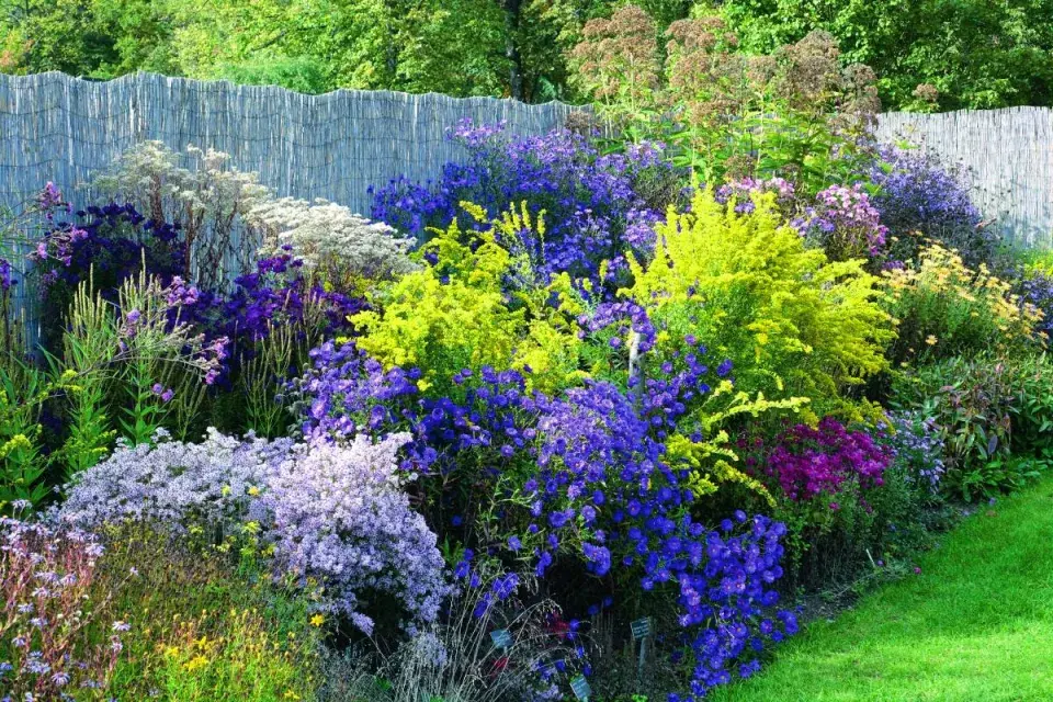 Různé odrůdy hvězdnic