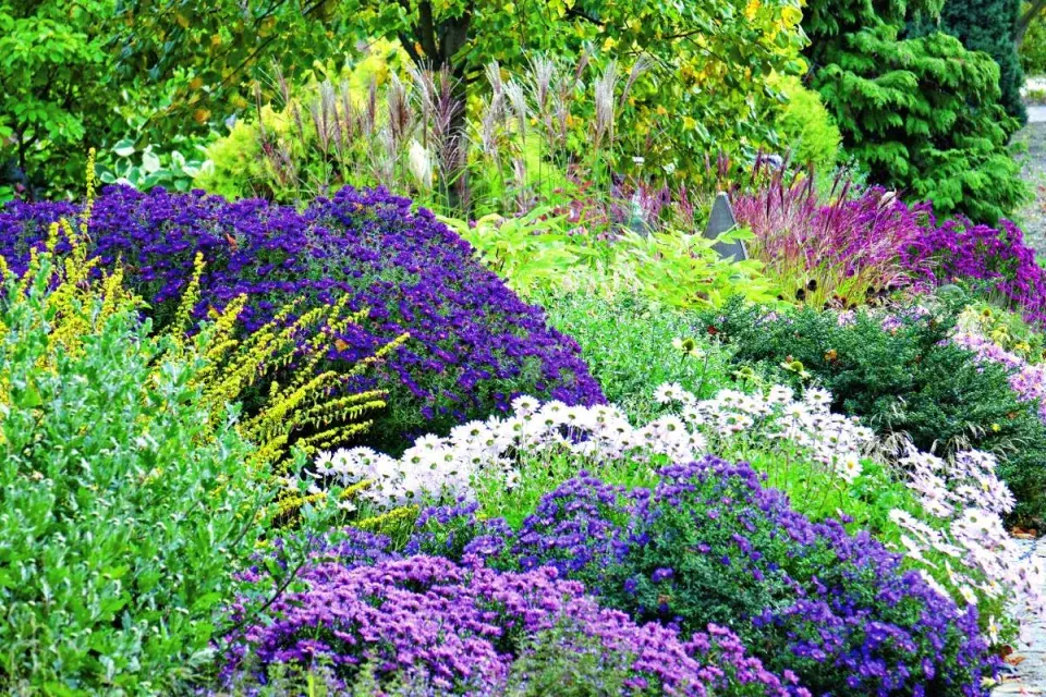 Různé odrůdy hvězdnic