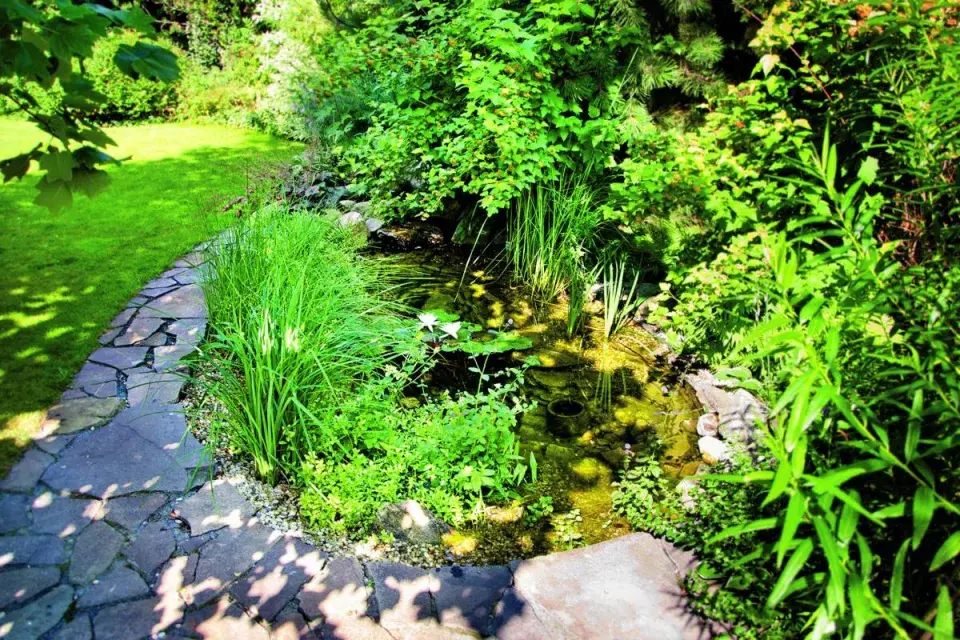 Jezírko jako tůňka