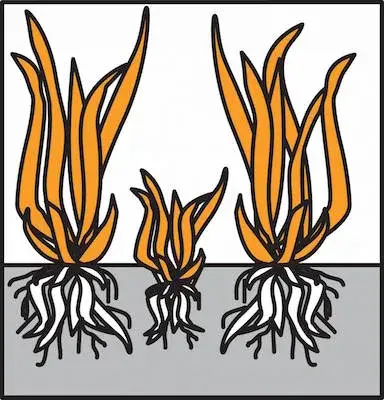 Růst mladých stébel