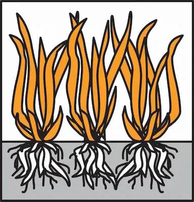 Zdravý silný trávník