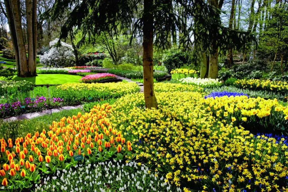 Rozkvetlá výsadba v Keukenhofu