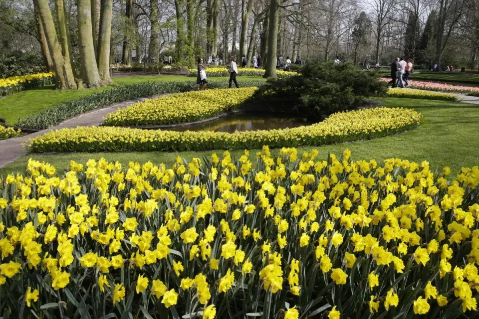 Rozkvetlé výsadby v Keukenhofu