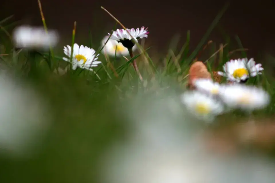 Sedmikráska chudobka