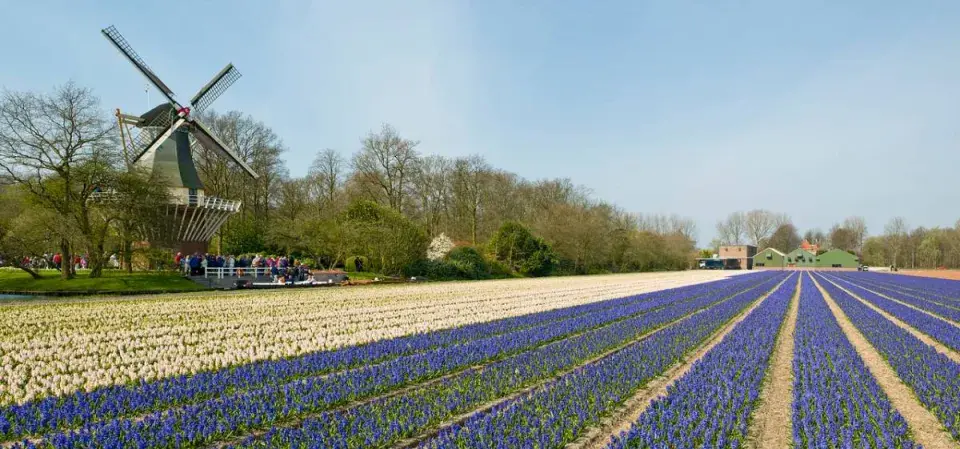 Produkční výsadby v Keukenhofu