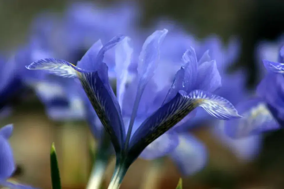 Kosateček síťkovaný