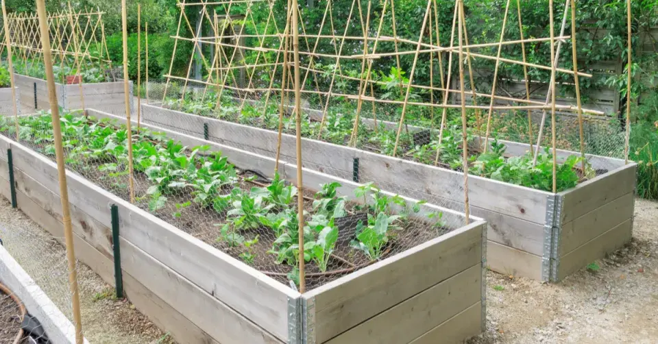 Zvýšený zeleninový záhon