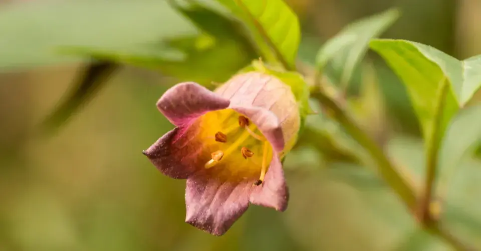 Rulík zlomocný (Atropa belladonna)