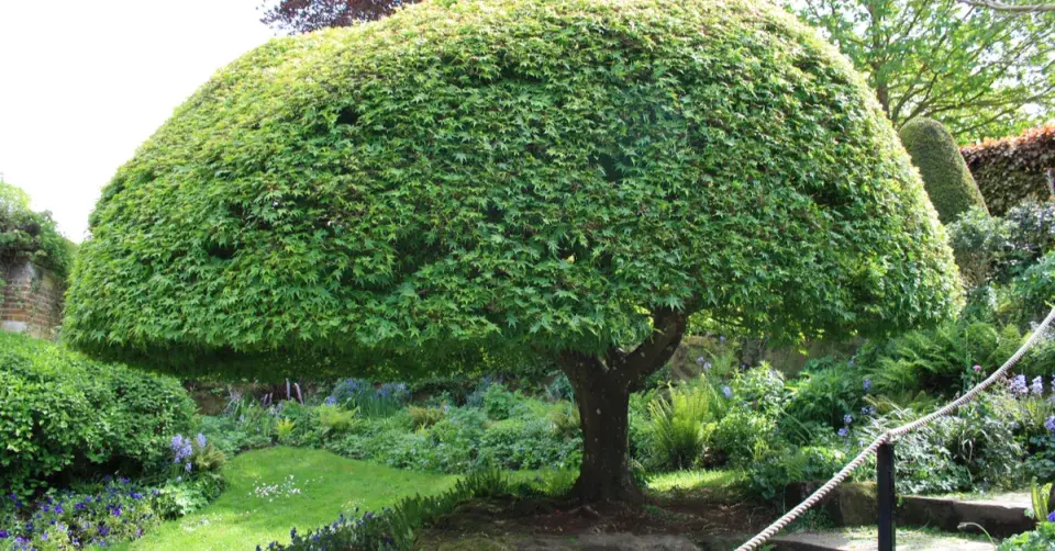 Strom deštníkovitého tvaru