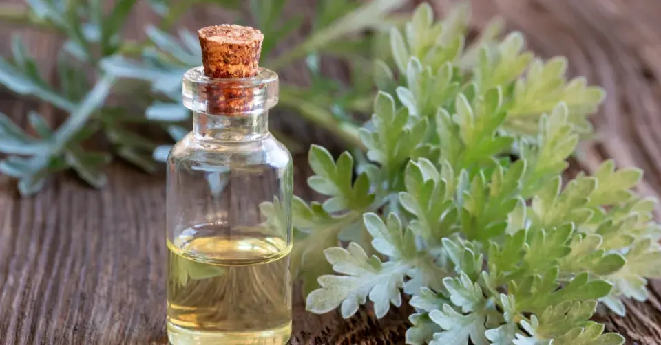 Pelyněk pravý (Artemisia absinthum)