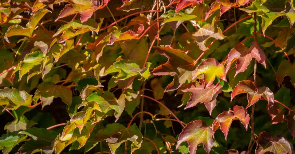 Přísavník trojlaločný