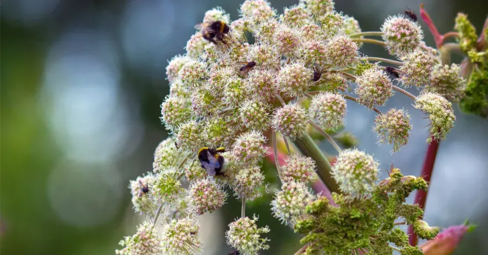 Andělika lékařská (Angelica archangelica)