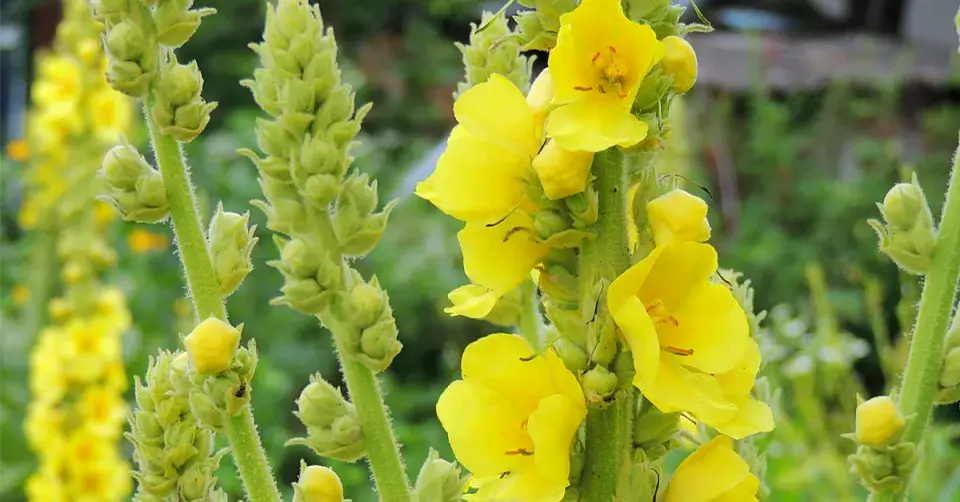 Divizna velkokvětá (Verbascum densiflorum)