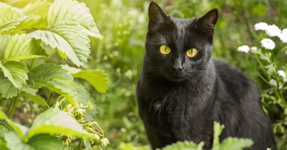 Černá kočka v záhonu
