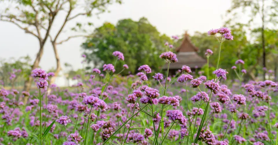 Sporýš lékařský (Verbena officinalis)