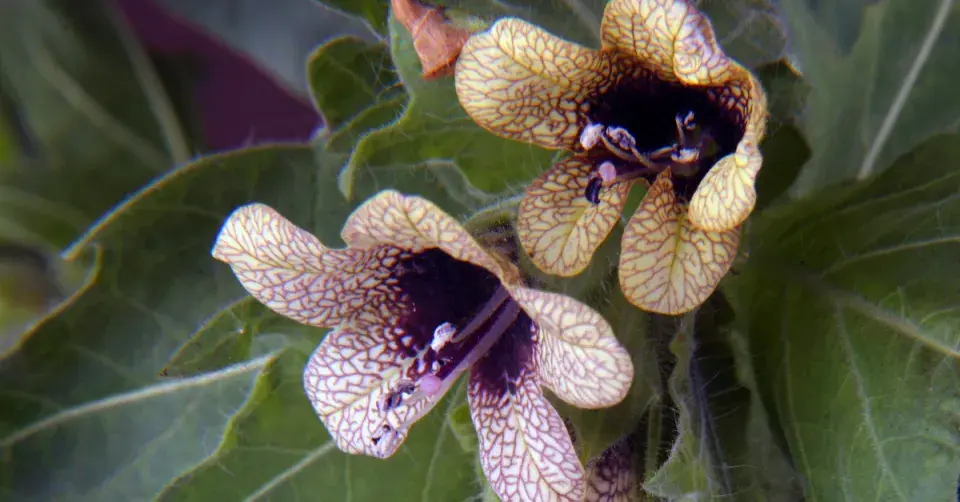 Blín černý (Hyoscyamus niger)