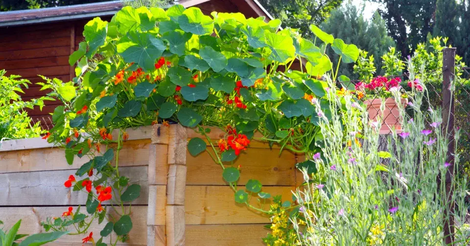 Lichořeřišnice ve zvýšeném záhonu