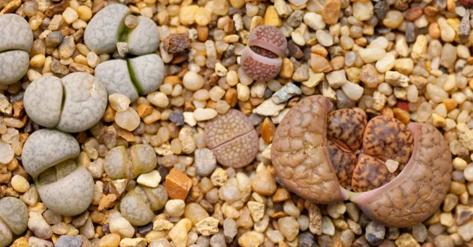 Sukulentní živé kameny (Lithops)