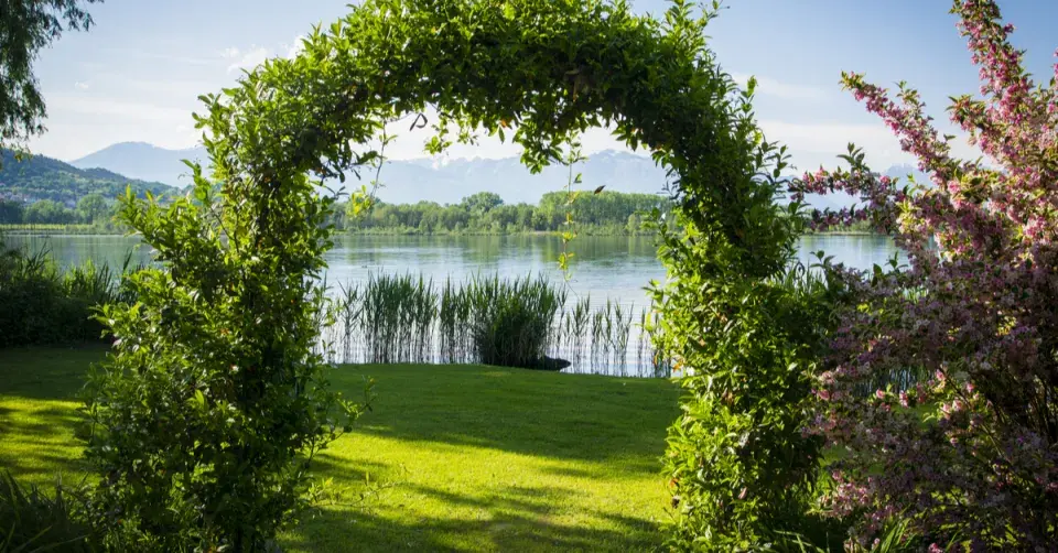 Oblouk porostlý popínavkou