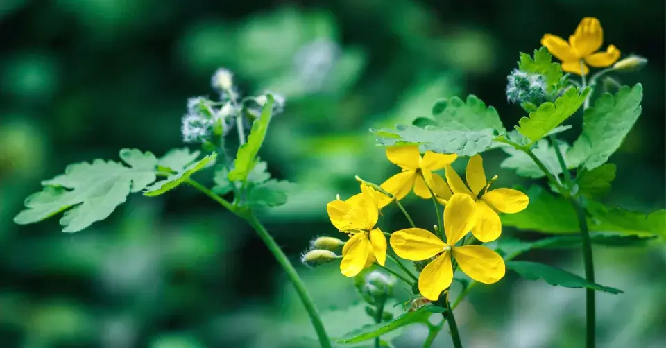 Vlaštovičník větší (Chelidonium majus)