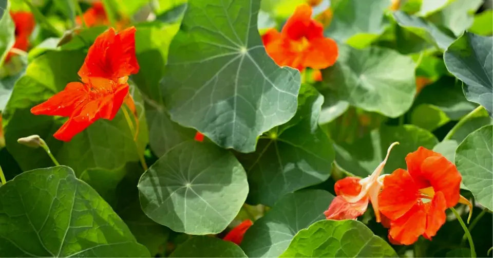 Lichořeřišnice větší