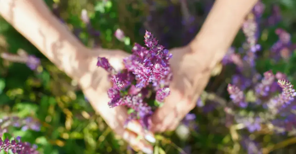 Léčivá šalvěj lékařská (Salvia officinalis)