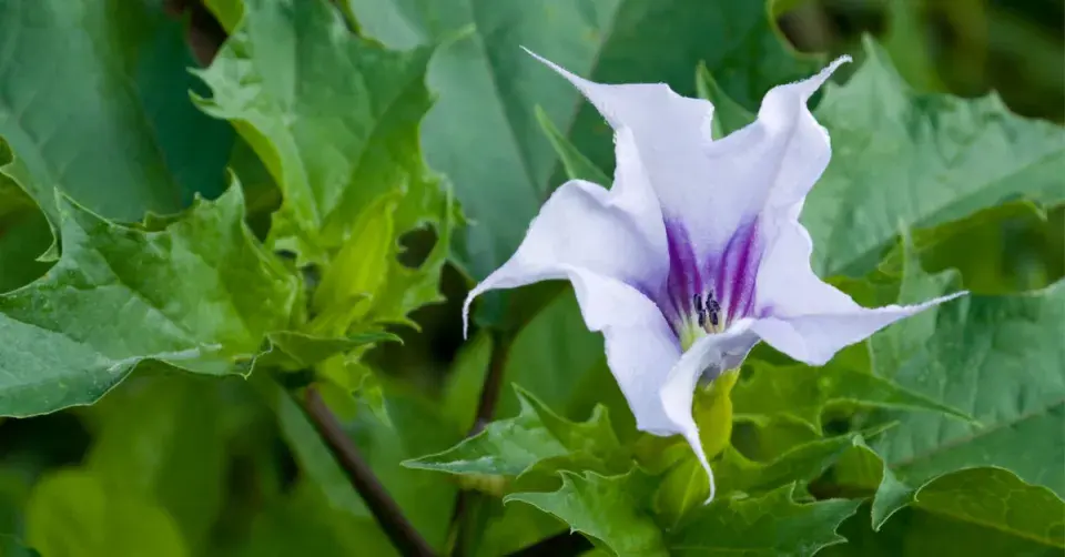 Durman obecný (Datura stramonium)